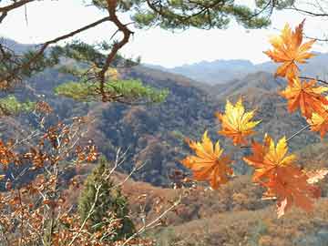 黃呂錦茹等3人續押 柳采葳曝這幕令人心碎：凌遲在野黨